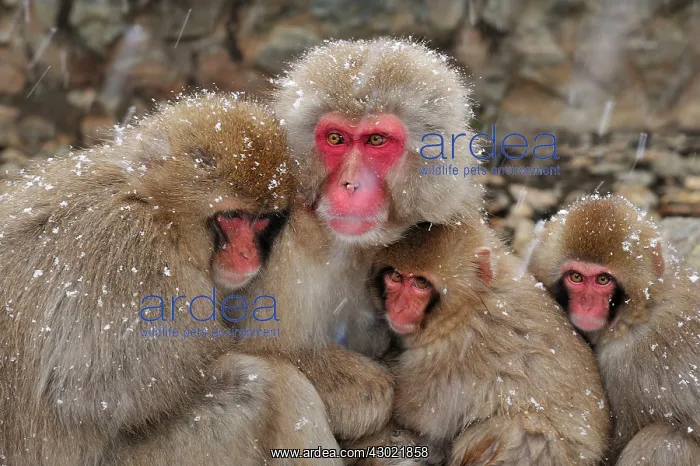  : Japanese Macaque  /  Snow Monkey with baby
