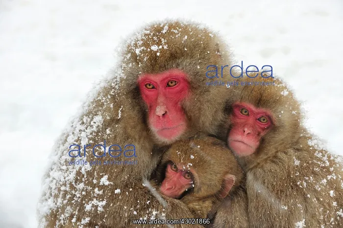 : Japanese Macaque / Snow Monkey with baby : Japanese Macaque / Snow Monkey with baby