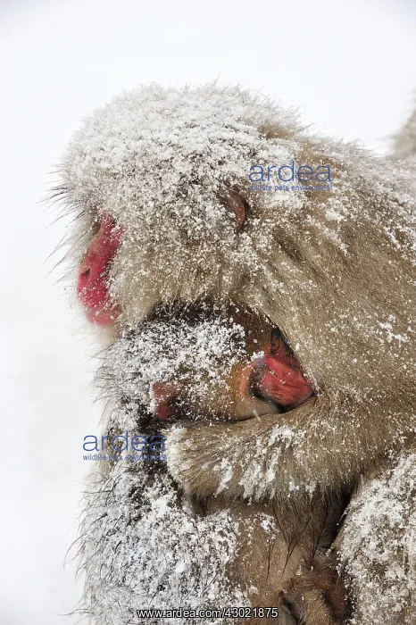 : Japanese Macaque / Snow Monkey with baby : Japanese Macaque / Snow Monkey with baby