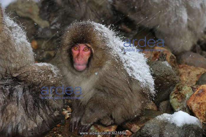 : Japanese Macaque / Snow Monkey baby : Japanese Macaque / Snow Monkey baby