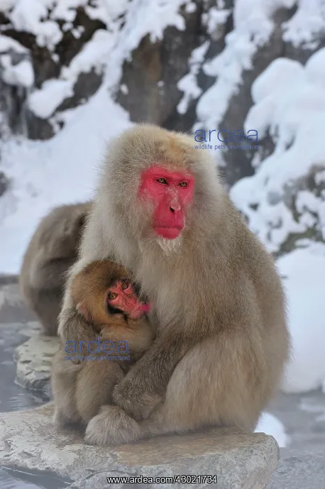 : Japanese Macaque / Snow Monkey baby breastfeeding : Japanese Macaque / Snow Monkey baby breastfeeding