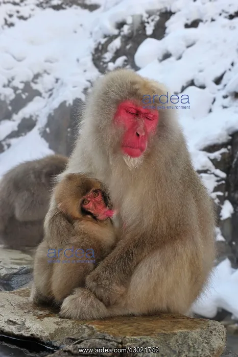  : Japanese Macaque  /  Snow Monkey baby breastfeeding