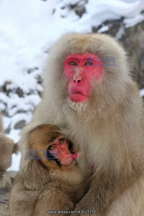 : Japanese Macaque / Snow Monkey baby breastfeeding : Japanese Macaque / Snow Monkey baby breastfeeding