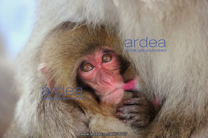 : Japanese Macaque / Snow Monkey baby breastfeeding : Japanese Macaque / Snow Monkey baby breastfeeding