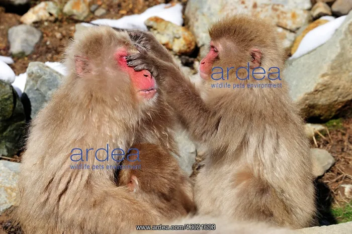  : Japanese Macaque  /  Snow Monkey with baby grooming