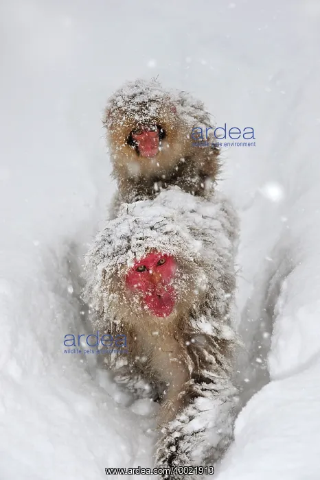 : Japanese Macaque / Snow Monkey with baby in snow : Japanese Macaque / Snow Monkey with baby in snow