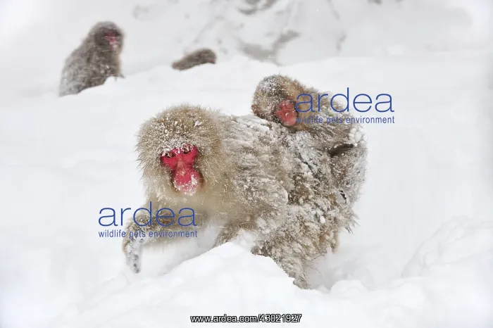 : Japanese Macaque / Snow Monkey with baby in snow : Japanese Macaque / Snow Monkey with baby in snow