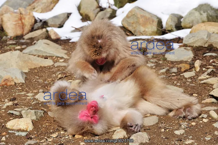 : Japanese Macaque / Snow Monkey grooming : Japanese Macaque / Snow Monkey grooming