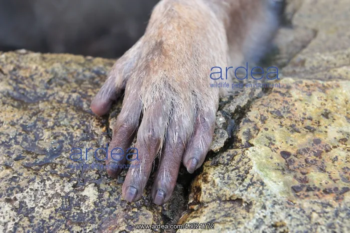 : Japanese Macaque / Snow Monkey hand : Japanese Macaque / Snow Monkey hand