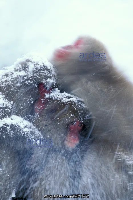 : Japanese Macaque / Snow Monkey - Huddling for warmth : Japanese Macaque / Snow Monkey - Huddling for warmth