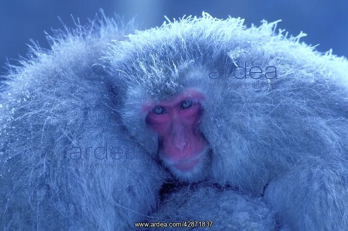 : Japanese Macaque / Snow Monkey - Huddling for warmth : Japanese Macaque / Snow Monkey - Huddling for warmth