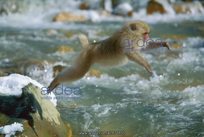: Japanese Macaque / Snow Monkey - Jumping across stream : Japanese Macaque / Snow Monkey - Jumping across stream