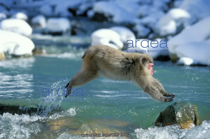 : Japanese Macaque / Snow Monkey - Jumping across stream : Japanese Macaque / Snow Monkey - Jumping across stream