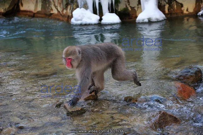 : Japanese Macaque / Snow Monkey jumping over a stream : Japanese Macaque / Snow Monkey jumping over a stream