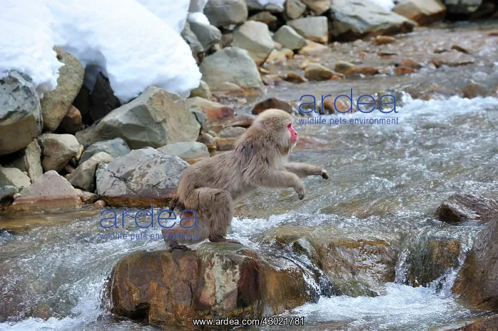 : Japanese Macaque / Snow Monkey jumping over a stream : Japanese Macaque / Snow Monkey jumping over a stream