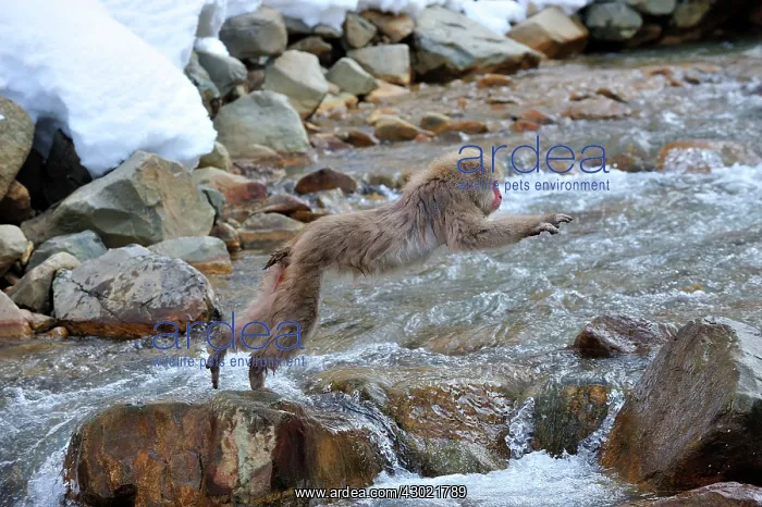 : Japanese Macaque / Snow Monkey jumping over a stream : Japanese Macaque / Snow Monkey jumping over a stream