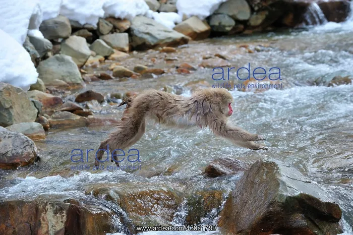 : Japanese Macaque / Snow Monkey jumping over a stream : Japanese Macaque / Snow Monkey jumping over a stream