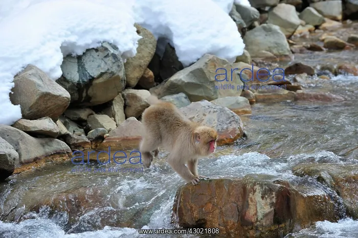 : Japanese Macaque / Snow Monkey jumping over a stream : Japanese Macaque / Snow Monkey jumping over a stream