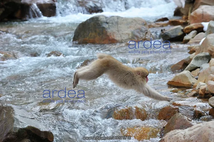 : Japanese Macaque / Snow Monkey jumping over a stream : Japanese Macaque / Snow Monkey jumping over a stream