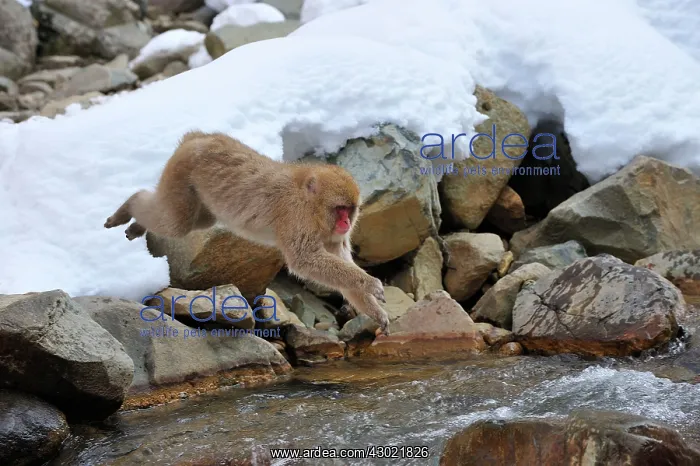 : Japanese Macaque / Snow Monkey jumping over a stream : Japanese Macaque / Snow Monkey jumping over a stream