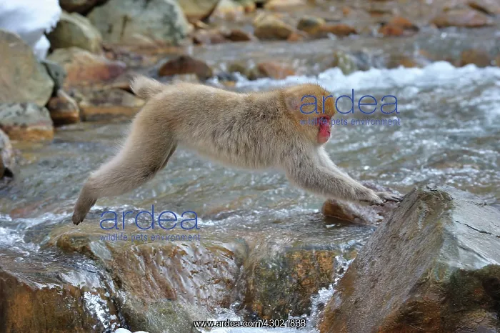 : Japanese Macaque / Snow Monkey jumping over a stream : Japanese Macaque / Snow Monkey jumping over a stream