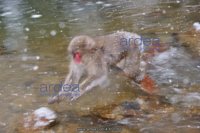 : Japanese Macaque / Snow Monkey jumping over a stream : Japanese Macaque / Snow Monkey jumping over a stream