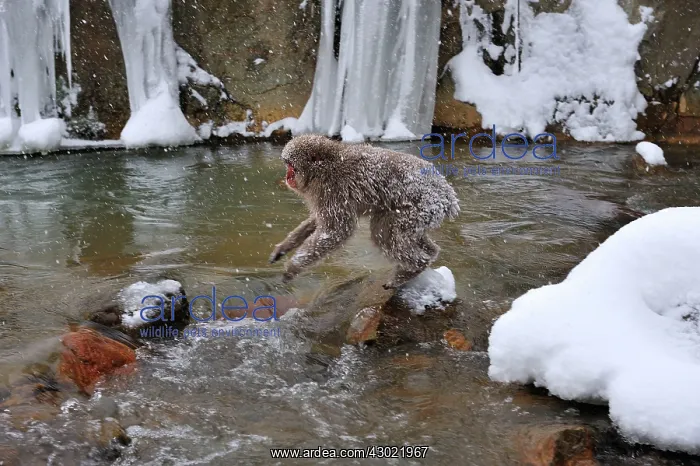 : Japanese Macaque / Snow Monkey jumping over a stream : Japanese Macaque / Snow Monkey jumping over a stream
