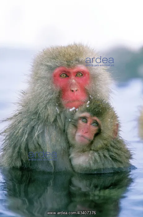 : Japanese Macaque / Snow Monkey - Mother with baby : Japanese Macaque / Snow Monkey - Mother with baby