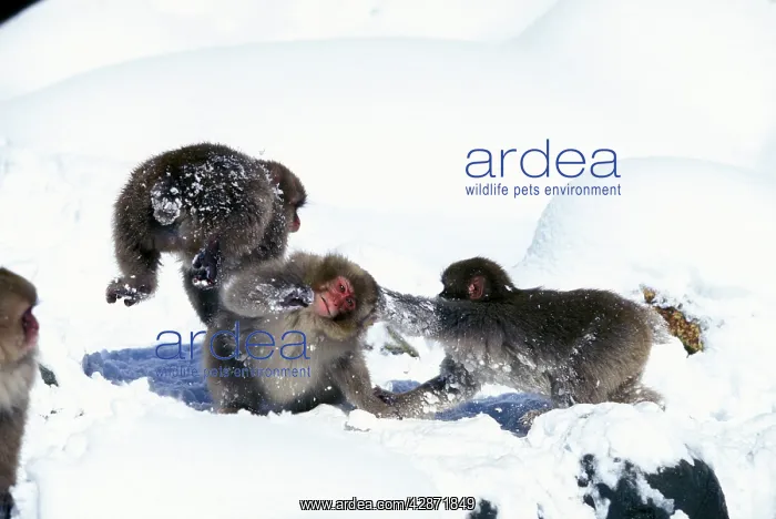 : Japanese Macaque / Snow Monkey - Playing in the snow : Japanese Macaque / Snow Monkey - Playing in the snow