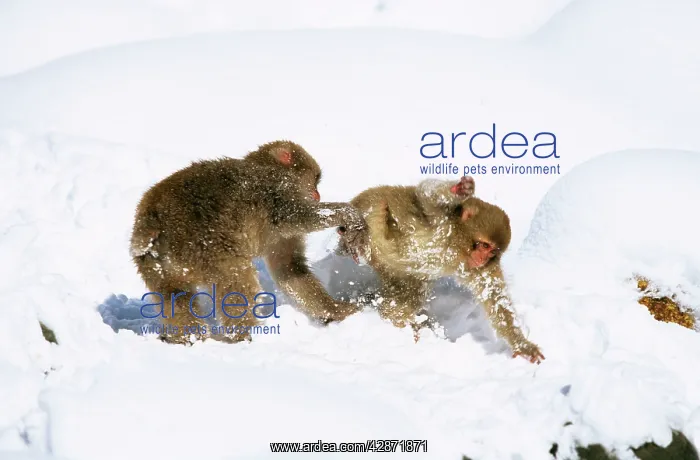 : Japanese Macaque / Snow Monkey - Playing in the snow : Japanese Macaque / Snow Monkey - Playing in the snow