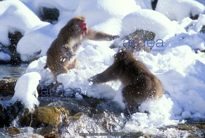  : Japanese Macaque  /  Snow Monkey - Playing in the snow