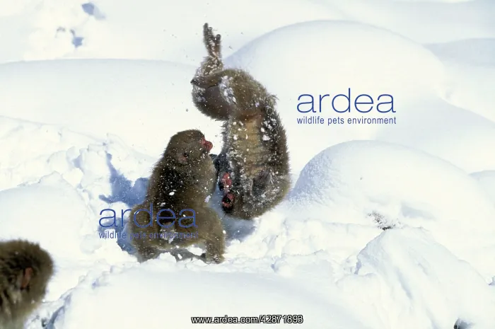 : Japanese Macaque / Snow Monkey - Playing in the snow : Japanese Macaque / Snow Monkey - Playing in the snow