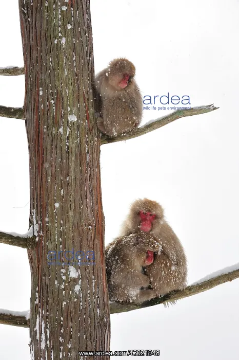 : Japanese Macaque / Snow Monkey sitting in tree with : Japanese Macaque / Snow Monkey sitting in tree with