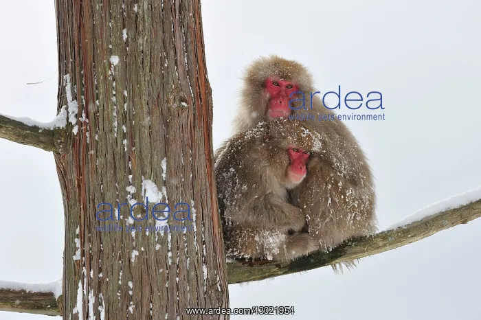 : Japanese Macaque / Snow Monkey sitting in tree with : Japanese Macaque / Snow Monkey sitting in tree with