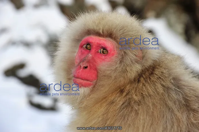 : Japanese Macaque / Snow Monkey in snow : Japanese Macaque / Snow Monkey in snow