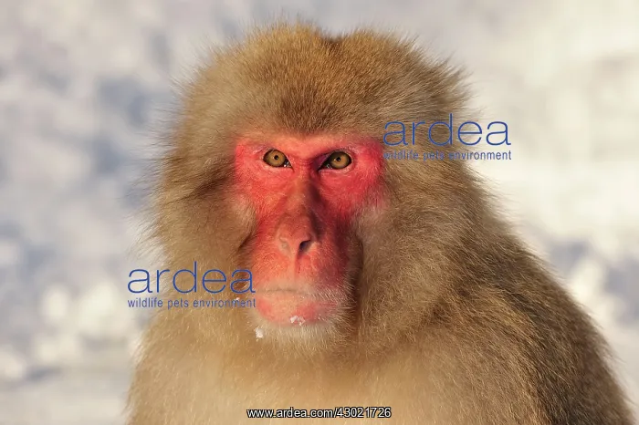 : Japanese Macaque / Snow Monkey in snow : Japanese Macaque / Snow Monkey in snow