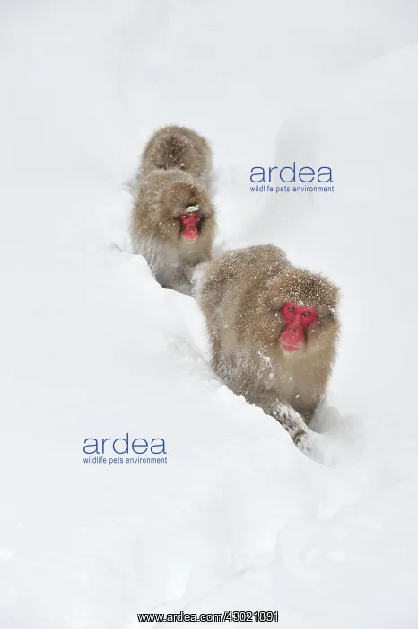 : Japanese Macaque / Snow Monkey in snow : Japanese Macaque / Snow Monkey in snow