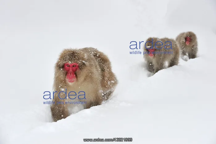 : Japanese Macaque / Snow Monkey in snow : Japanese Macaque / Snow Monkey in snow
