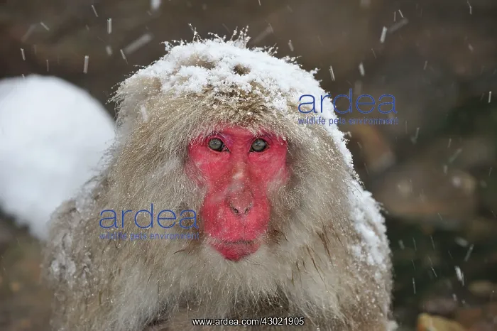 : Japanese Macaque / Snow Monkey in snow : Japanese Macaque / Snow Monkey in snow