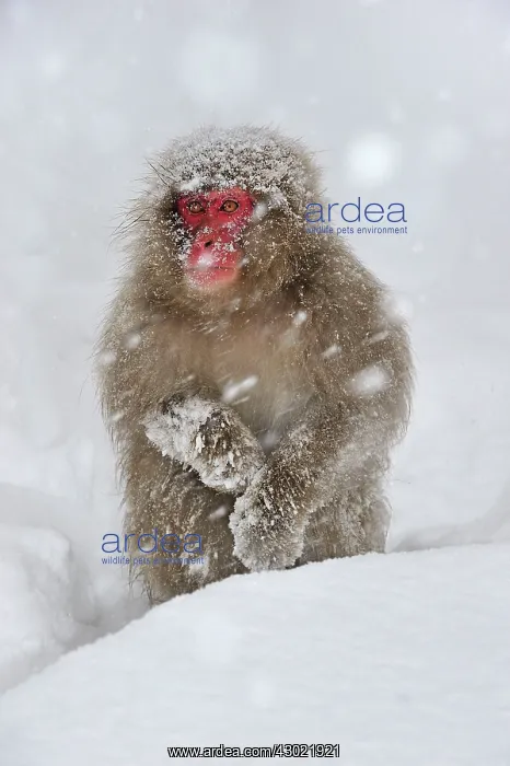 : Japanese Macaque / Snow Monkey in snow : Japanese Macaque / Snow Monkey in snow