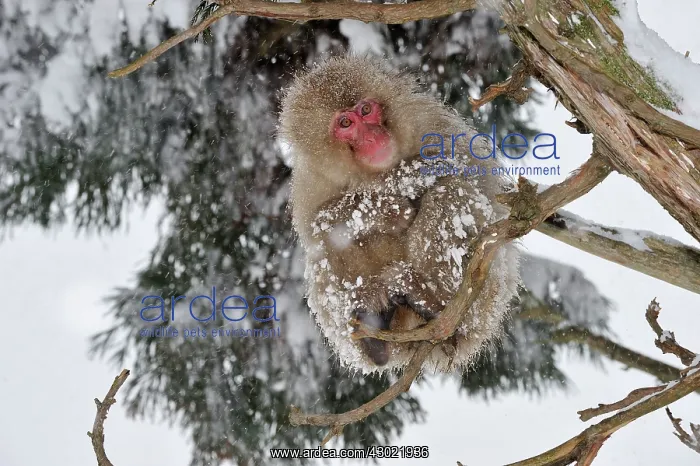 : Japanese Macaque / Snow Monkey in snow : Japanese Macaque / Snow Monkey in snow