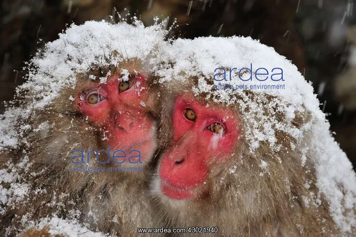 : Japanese Macaque / Snow Monkey in snow : Japanese Macaque / Snow Monkey in snow