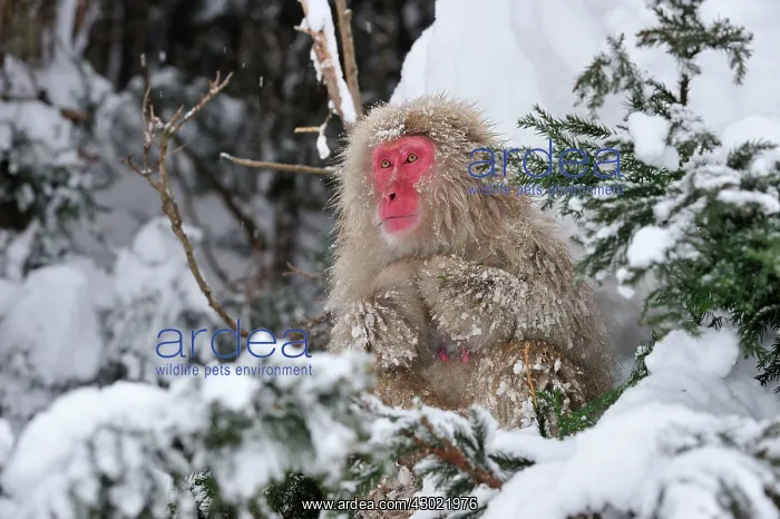 : Japanese Macaque / Snow Monkey in snow : Japanese Macaque / Snow Monkey in snow