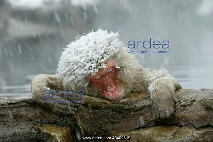 : Japanese Macaque / Snow Monkey in snow storm : Japanese Macaque / Snow Monkey in snow storm