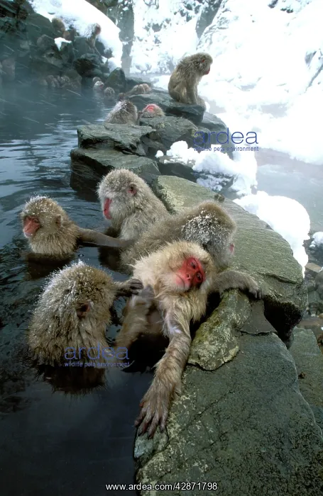: Japanese Macaque / Snow Monkey - Warming up in thermal pool : Japanese Macaque / Snow Monkey - Warming up in thermal pool
