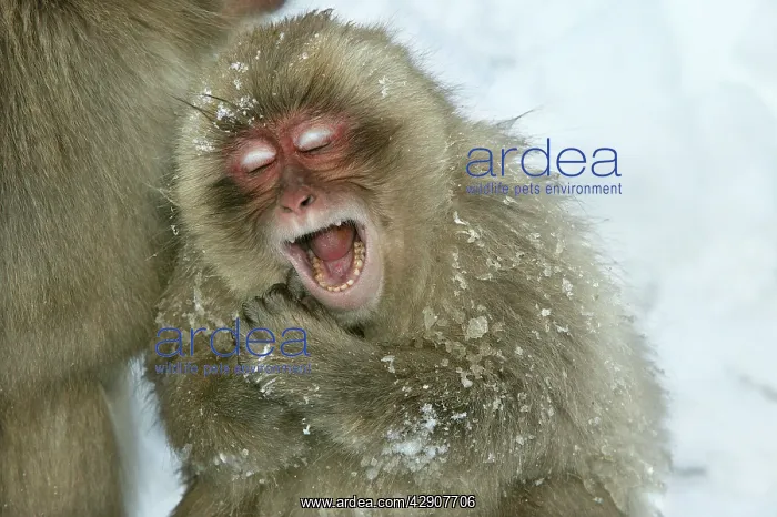 : Japanese Macaque / Snow Monkey - young, yawning : Japanese Macaque / Snow Monkey - young, yawning