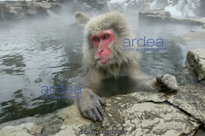 : Japanese Macaque / Snow Monkeys : Japanese Macaque / Snow Monkeys
