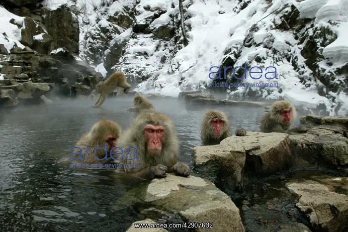  : Japanese Macaque  /  Snow Monkeys