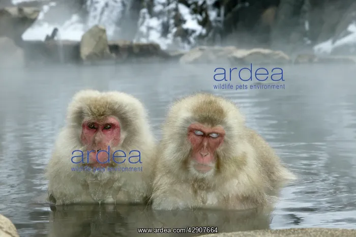 : Japanese Macaque / Snow Monkeys : Japanese Macaque / Snow Monkeys