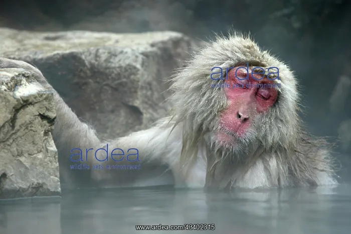 : Japanese Macaque / Snow Monkeys : Japanese Macaque / Snow Monkeys